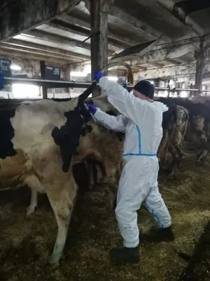 В Астраханской области у коров обнаружен бруцеллёз | Люди | ОБЩЕСТВО | АиФ  Астрахань