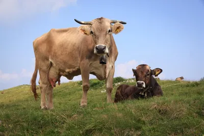 В Крыму девять человек заразились бруцеллёзом от завезенных коров