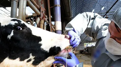 Как увеличить надои молока у коров