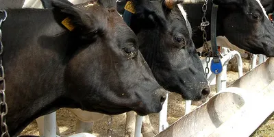 В Тамбовской области выявлены новые случаи бруцеллёза у коров | ИА  “ОнлайнТамбов.ру”