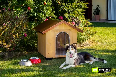Будка для собаки: 5+ фото дизайнерских домиков
