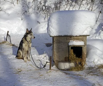 Дерев'яна будка \"Цезар\" для собаки Аллабая, Овчарки, Хаски (150*90*90см) -  утеплена з перегородкою (ID#982956951), цена: 9550 ₴, купить на Prom.ua