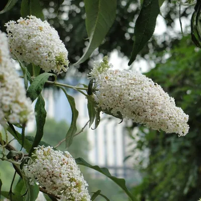 Буддлея давида Вайт Профьюжн Buddleja davidii White Profusion - купить  декоративные и хвойные растения с доставкой по Украине в магазине Добродар