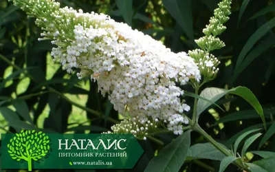 Буддлея белая \" White Profusion \" ( контейнер 2л ) (ID#820881984), цена:  100 ₴, купить на Prom.ua