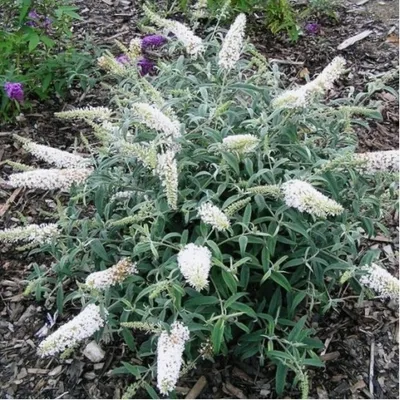 Будлея davidii (Buddleja davidii) — Азовский лесопитомник