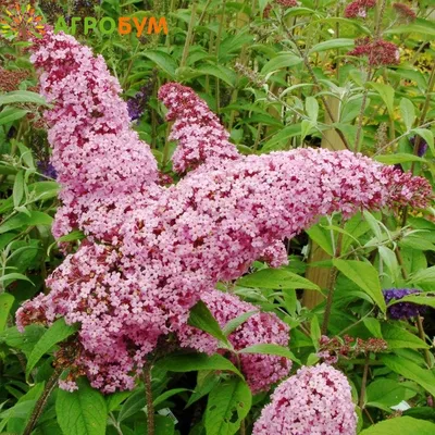 Buddleja davidii 'Nanho Blue', Буддлея Давида 'Нано Блу'|landshaft.info