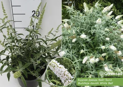 Buddleja davidii 'White Profusion', Буддлея Давида 'Вайт  Профьюжн'|landshaft.info