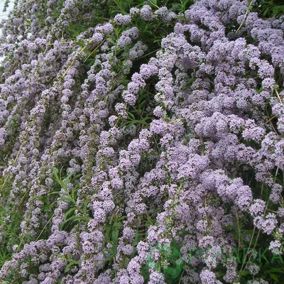 Будлея | Сравнить цены и купить на Prom.ua