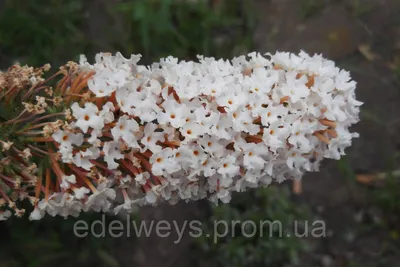 Буддлея Давида Триколор.🌸🌸🌸 Выращивание буддлеи Давида, уход,  размножение, сорта. | ВКонтакте