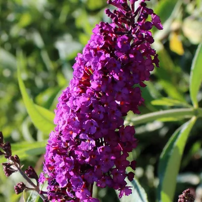 Буддлея Давида Пинк Делайт (Buddleja davidii Pink Delight) — купите саженцы  в контейнере в Краснодаре - Прекраснодар — новогодние ёлочные базары в  Краснодаре