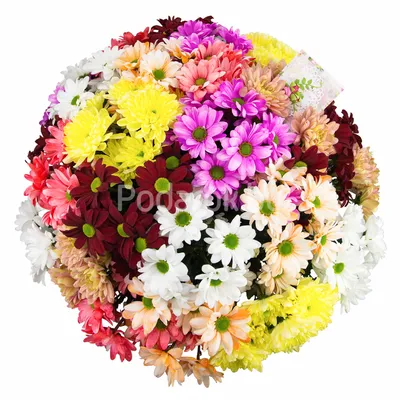 Букет из 25 хризантем. Доставка цветов в Рязани - Вальс Цветов