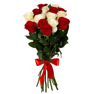 Букет из 25 красных и белых высоких роз