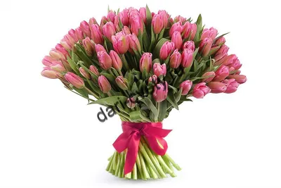 Купить Букет тюльпанов из 45 штук с доставкой в Краснодаре | Vanilla