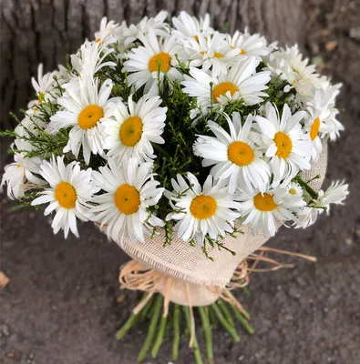 Букет Маргаритка Цветы В Vase Маргаритки Цветыbellis Perennis — стоковые  фотографии и другие картинки Натюрморт - iStock