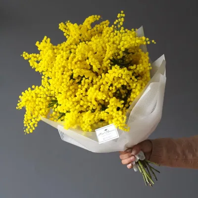 Mimosa | Mimosa, Dried flowers, Flower garden