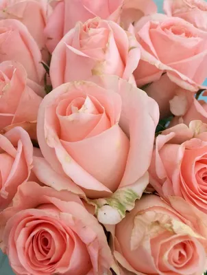 Букет из 9 нежно розовых роз купить с доставкой по Томску: цена, фото,  отзывы.