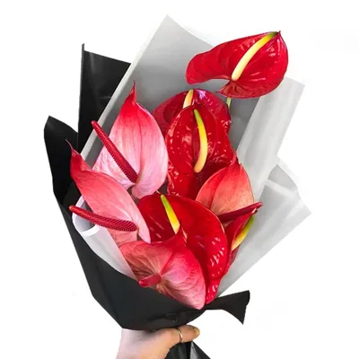 Букет из красных антуриумов - заказать доставку цветов в Москве от Leto  Flowers