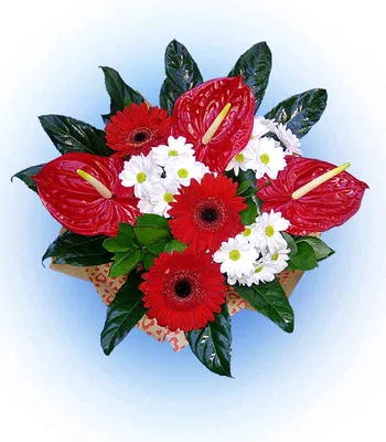 Букет с антуриумом, хризантемой и анемонами. — Каталог цветов:  Прекрасная-садовница.БЕЛ