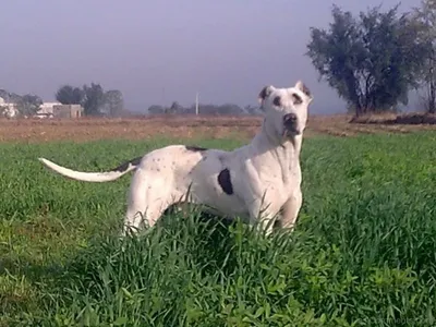 Булли Кутта (Bully Kutta) - это массивная, мускулистая и бесстрашная порода  собак. Фото, описание, отзывы.