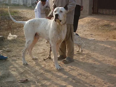 Булли Кутта (Bully Kutta) - это массивная, мускулистая и бесстрашная порода  собак. Фото, описание, отзывы.