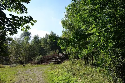 Булонский Лес Панорама — стоковые фотографии и другие картинки Булонский лес  - Булонский лес, 2015, Louis Vuitton Foundation - iStock