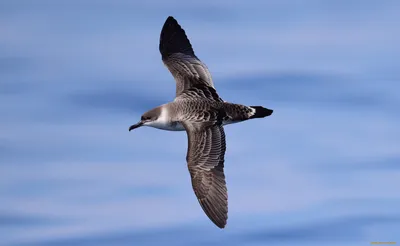 Чёрный буревестник - eBird