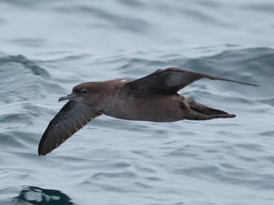 Чёрный буревестник - eBird