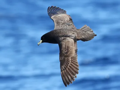 Короткохвостый буревестник, Puffinus tenuirostris, в море стоковое фото  ©hstiver 278506690