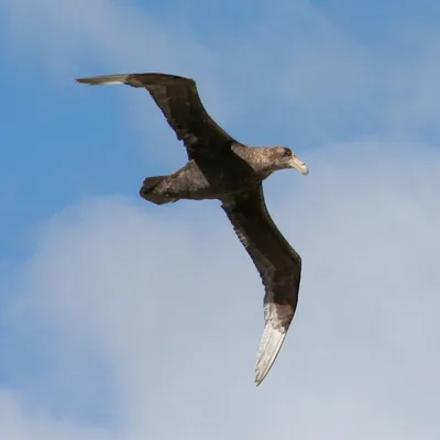 Буревестники начали атаковать альбатросов | Пикабу