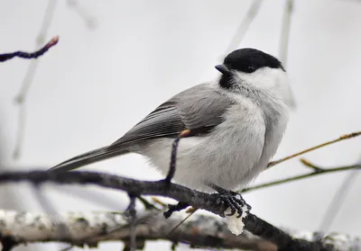 Буроголовая гаичка (пухляк) (Parus montanus) — Фото №1347284