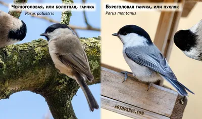 Как отличить буроголовую и черноголовую гаичек? « Fotoparus