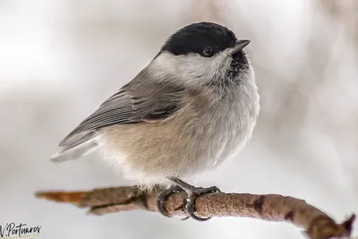 Буроголовая гаичка (Parus montanus). Птицы Европейской России.