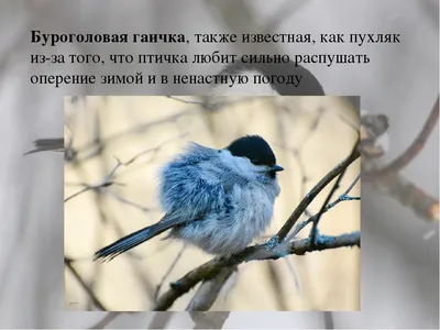 Буроголовая гаичка (Parus montanus). Птицы Казахстана.
