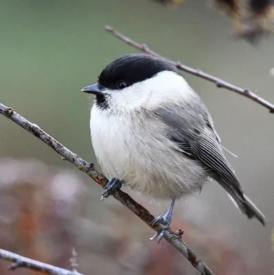 Буроголовая гаичка (пухляк) Parus montanus Willow Tit