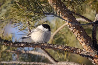 News | Буроголовая гаичка | Фотографии природы и птиц Сахалина