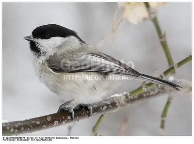 Буроголовая гаичка, или Пухляк (Parus montanus) | Фауна Беларуси