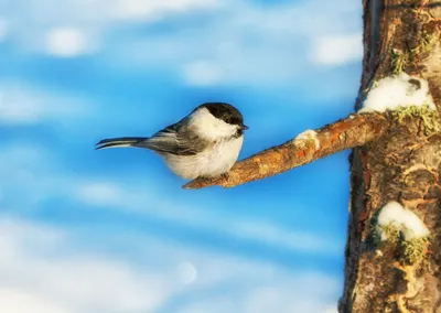 Буроголовая гаичка (Parus montanus). Птицы Европейской России.