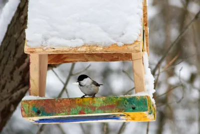 Буроголовая гаичка,или пухляк. | Willow tit - Parus montanus… | Flickr