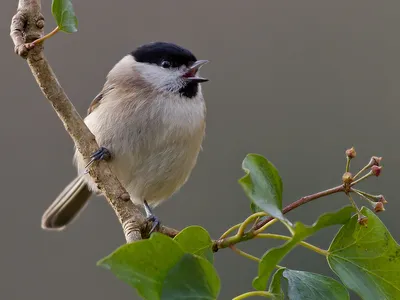 Гаичка буроголовая (Poecile montanus)