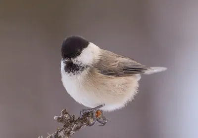 Фотография Буроголовая гаичка (Poecile montanus) Птицы западного Кавказа |  Фотобанк ГеоФото/GeoPhoto | GetImages Group