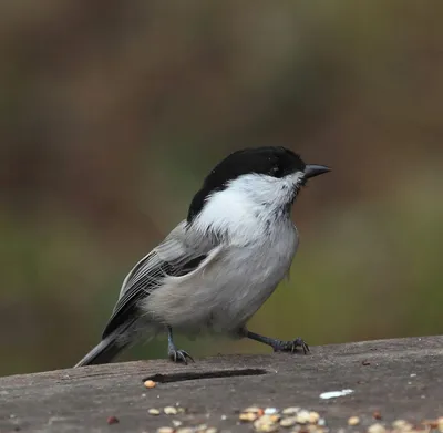 Буроголовая гаичка (Parus montanus). Птицы Европейской России.