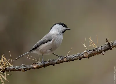 Камера зимней птичьей кормушки – буроголовая гаичка | Looduskalender