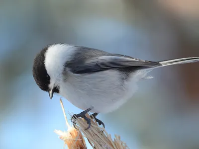 Пухляк, буроголовая гаичка (Parus montanus) / Статьи / Птицы Европы