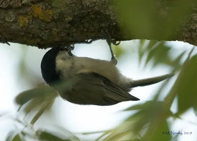 Буроголовая гаичка,или пухляк. | Willow tit - Parus montanus… | Flickr