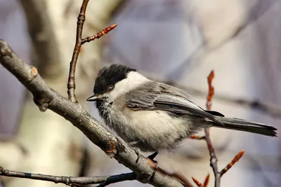 Буроголовая гаичка (Parus montanus). Птицы Европейской России.