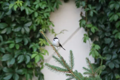 Фотокаталог птиц: Буроголовая гаичка (Poecile montanus)