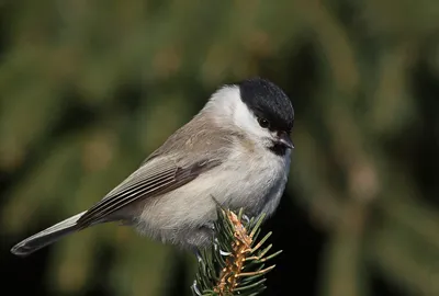 Буроголовая гаичка (Poecile montanus)