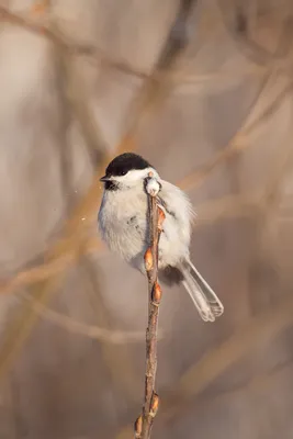 Осенние птицы. Буроголовая гаичка :: Влад – Социальная сеть ФотоКто