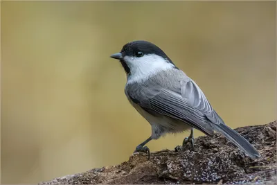 Буроголовая гаичка (Parus montanus). Птицы Европейской России.