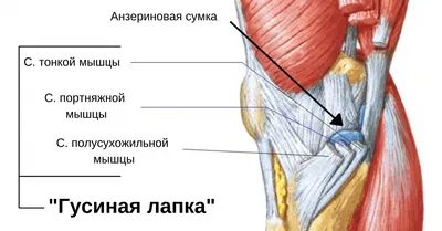 Cиндром гусиной лапки - Центр ударно-волновой терапии, увт в Харькове